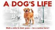 A Dog's Life